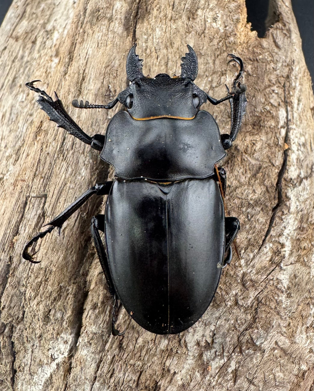 【WD】《アルケスツヤクワガタ ボアク島産 66.5mm A'品ペア》