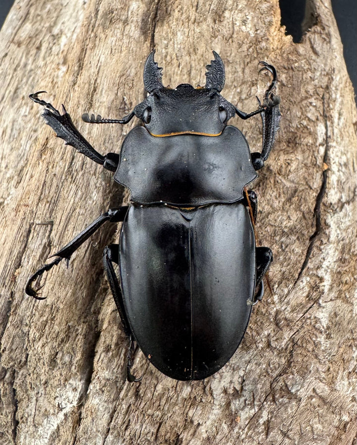 【WD】《アルケスツヤクワガタ ボアク島産 66.5mm A'品ペア》