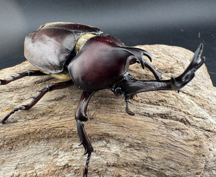 【WD】大型《国産カブトムシ 埼玉県産 Free ペア》