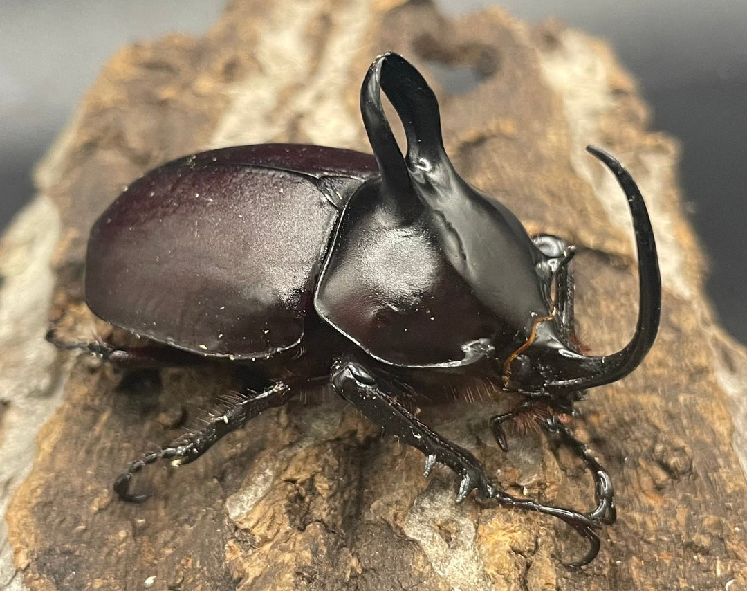 【WD】《ビルマニクス ゴホンツノ ペア》