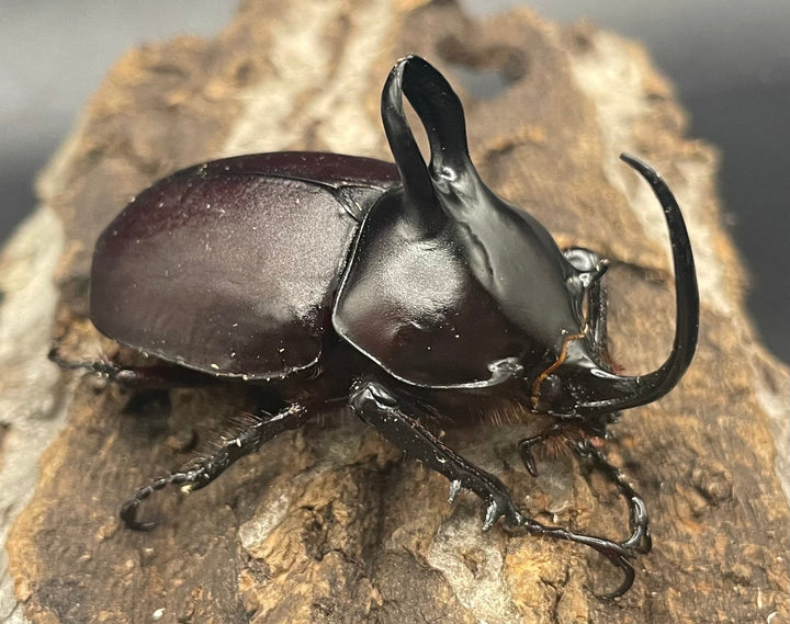 【WD】《ビルマニクス ゴホンツノ ペア》