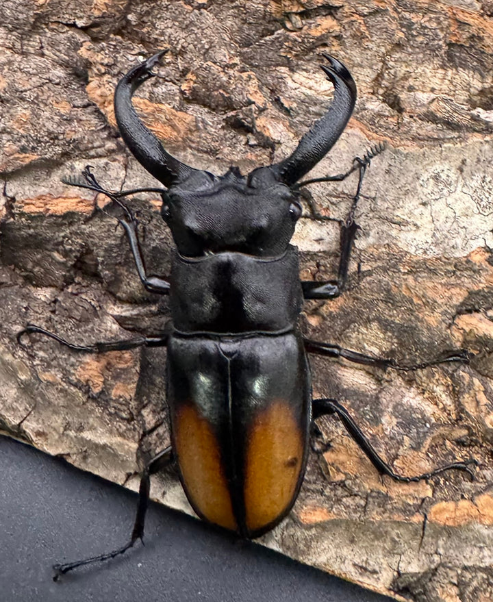 【WD】《セアカフタマタ（パリーフタマタ） 70mm ペア》