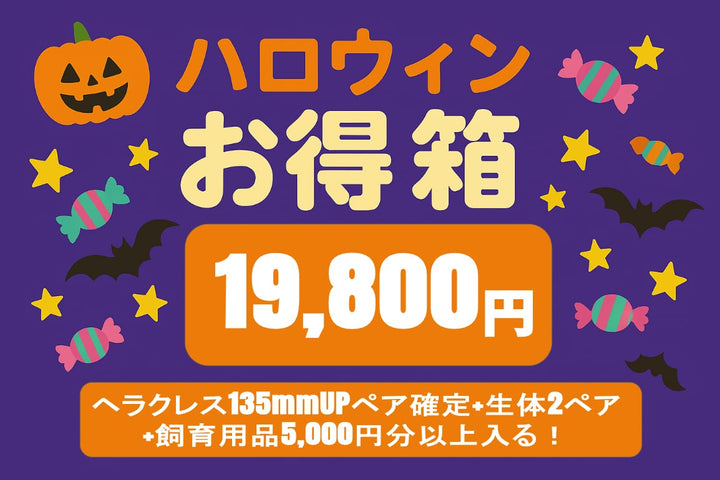 【ヘラクレス確定】ハロウィンお得箱 19,800