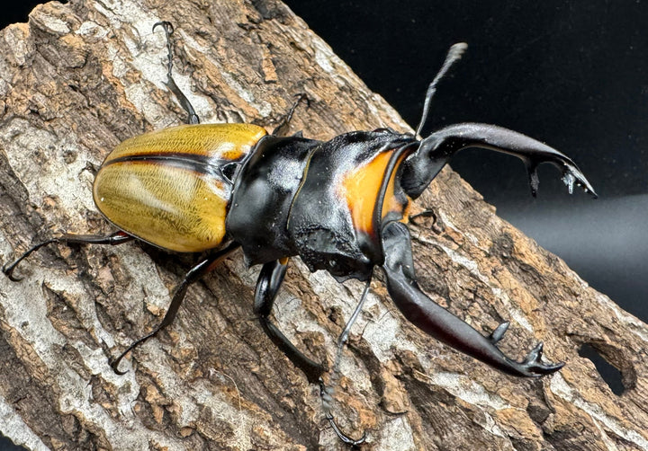 【WD】《ラコダールツヤクワガタ アチェ産 84mm ペア》