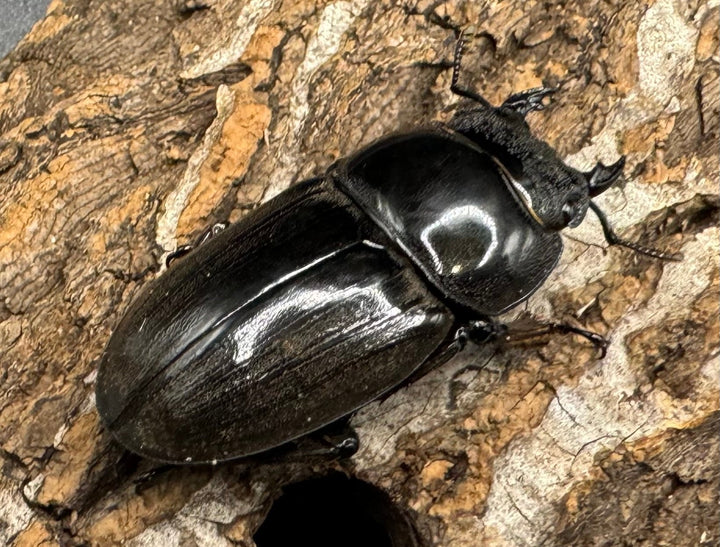 【WD】《東ジャワ産 ダイオウヒラタ 76mm ペア》