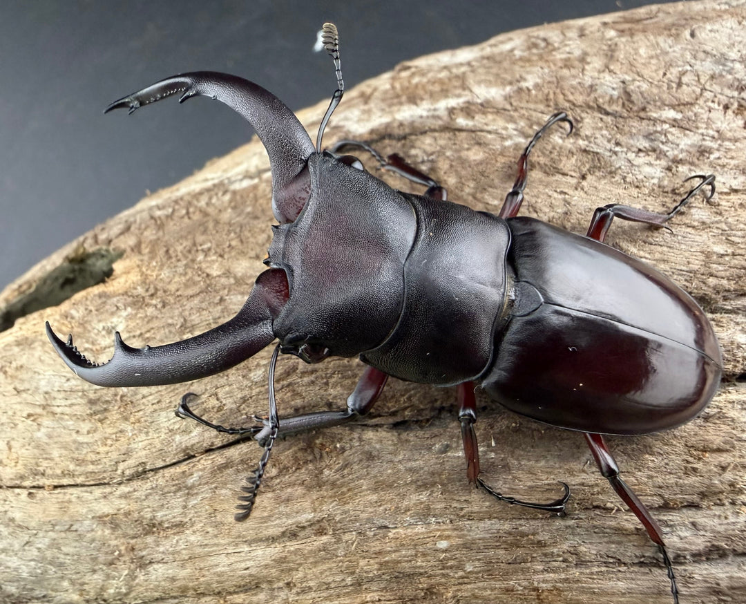 【WD】《メルキオリティスフタマタ 66mm ペア》