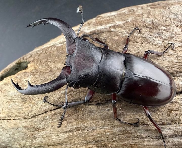 【WD】《メルキオリティスフタマタ 66mm ペア》