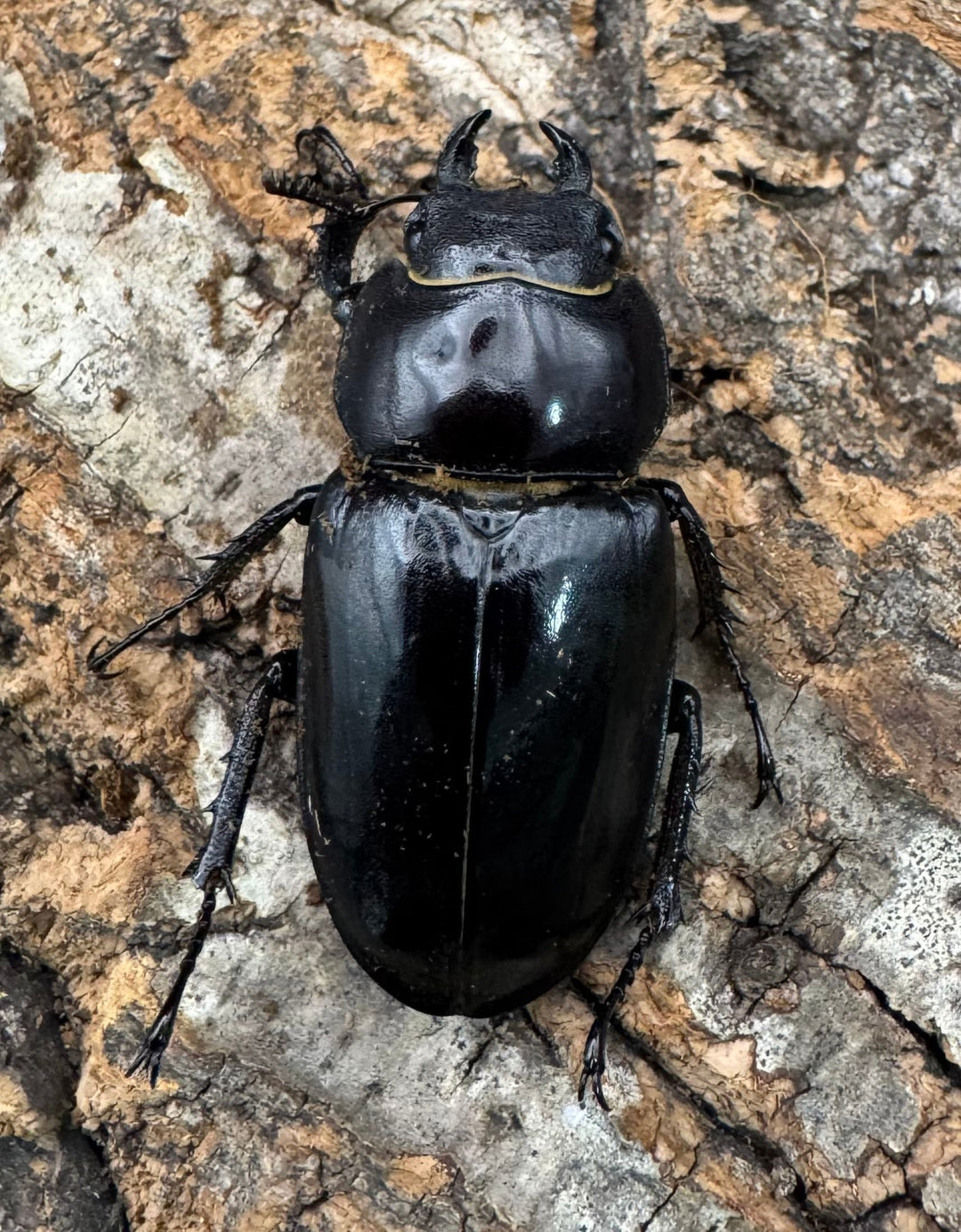 《アクベシアヌスミヤマ 80mm ペア》