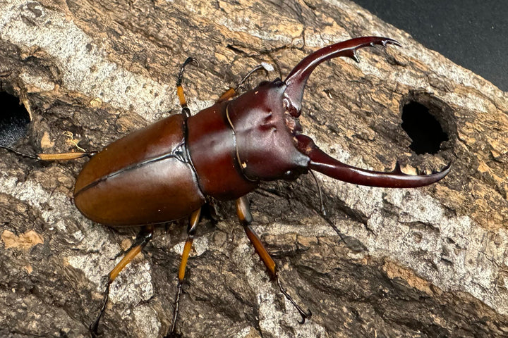 【WD】《アスタコイデスノコギリ ベンクール産 57mm ペア》