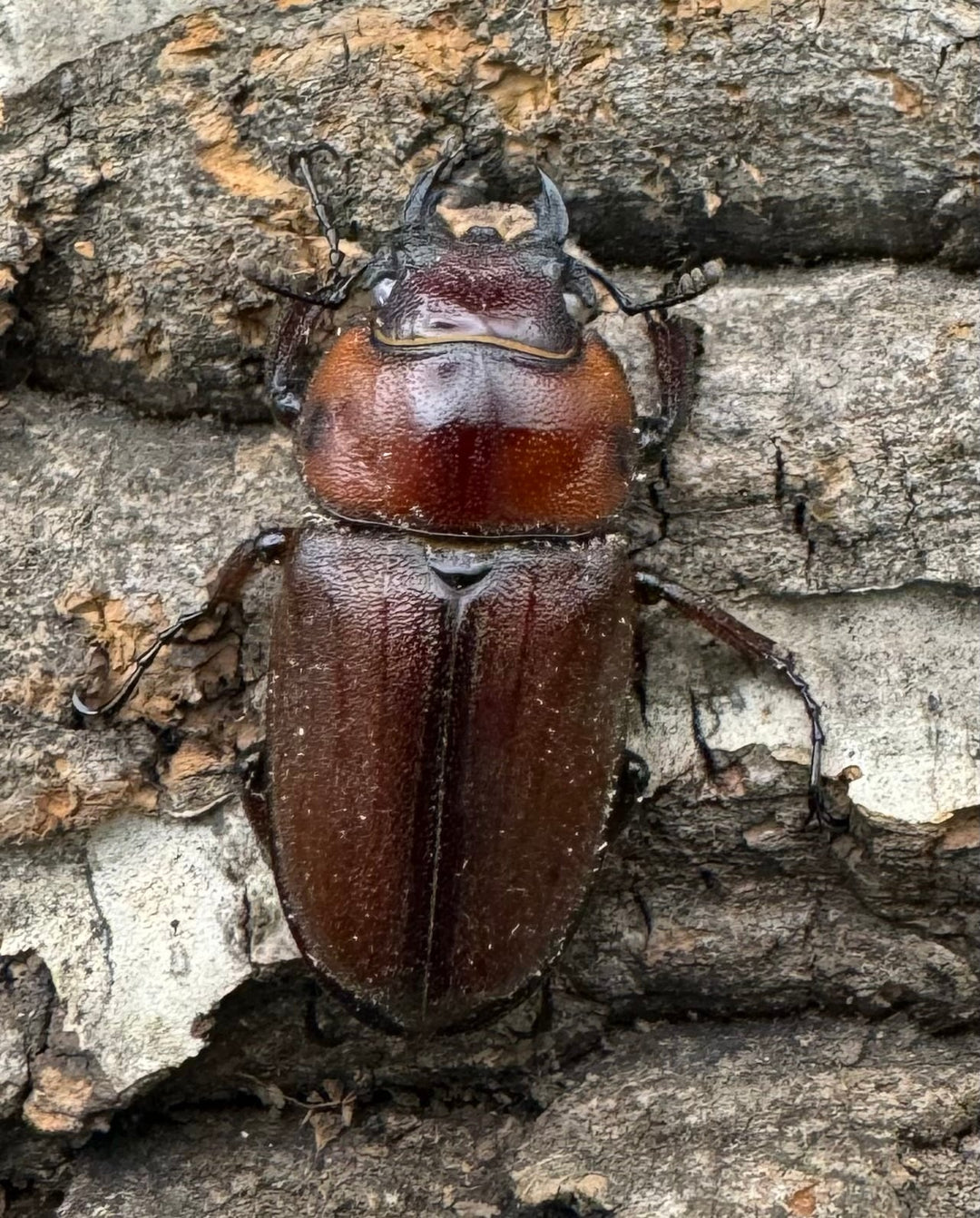 《トカラノコギリクワガタ ホワイトアイ 42mm ペア