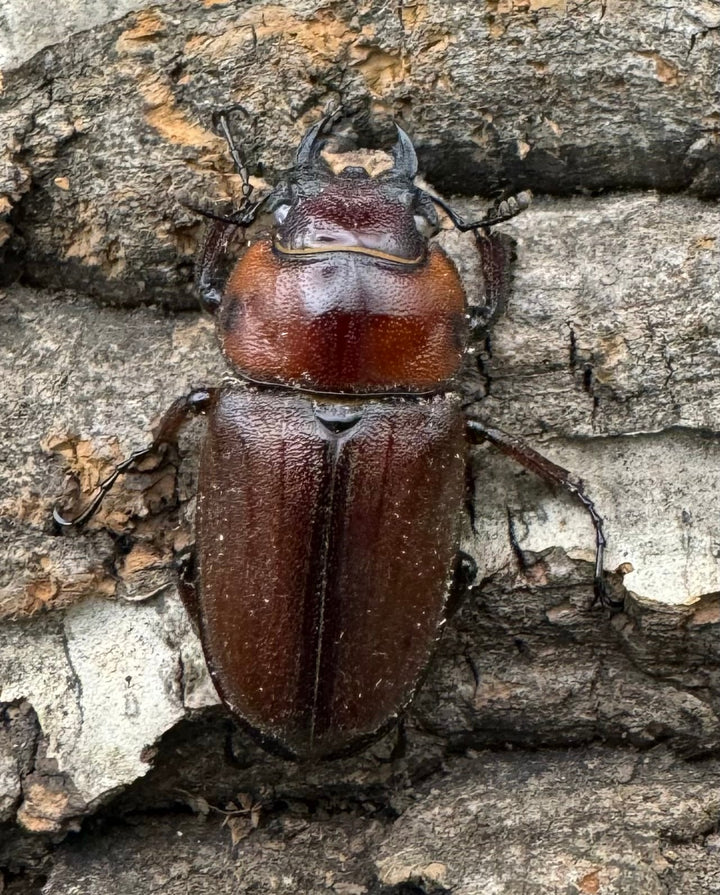 《トカラノコギリクワガタ ホワイトアイ 42mm ペア