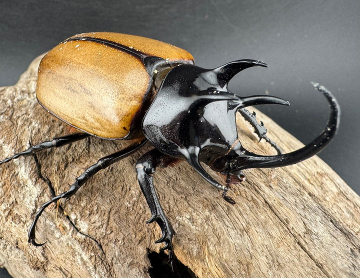 【WD】《ゴホンツノカブト原名亜種 ラオス産 73mm ペア》