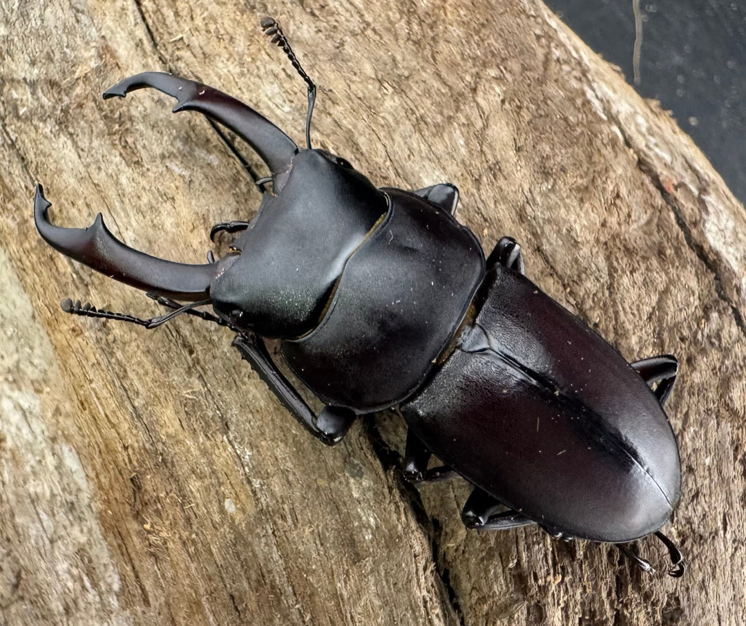 《ヤクシマコクワガタ 48mm ペア》