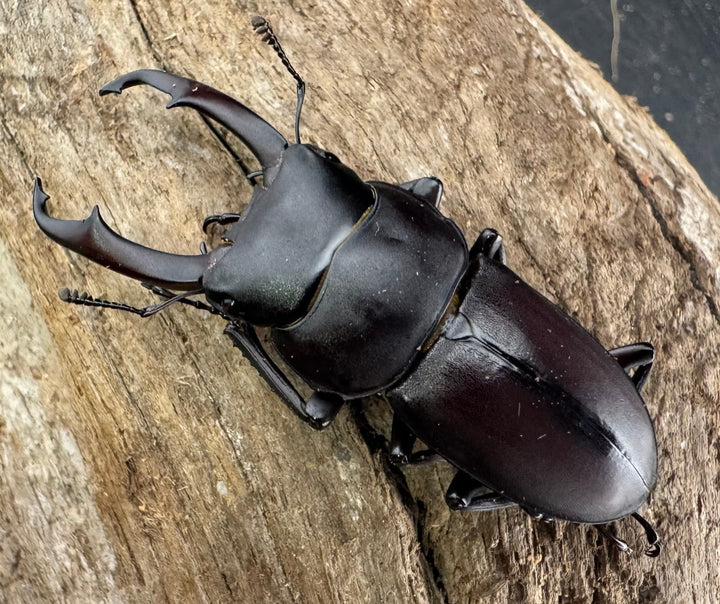 《ヤクシマコクワガタ 48mm ペア》