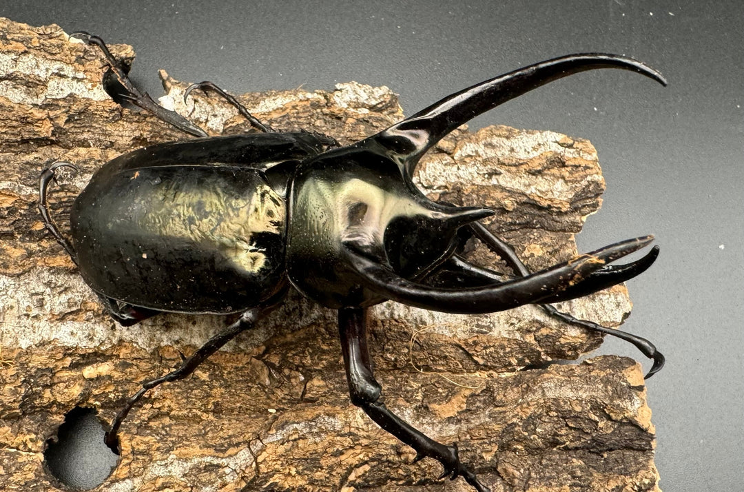 【WD】《ミンダナオアトラスオオカブト 98.5mm ペア》