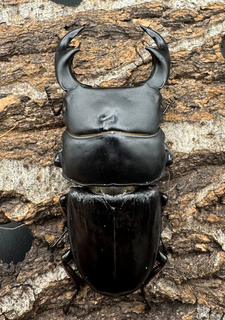 【WD】《ジャワパリーオオクワ 68.5mm ペア》