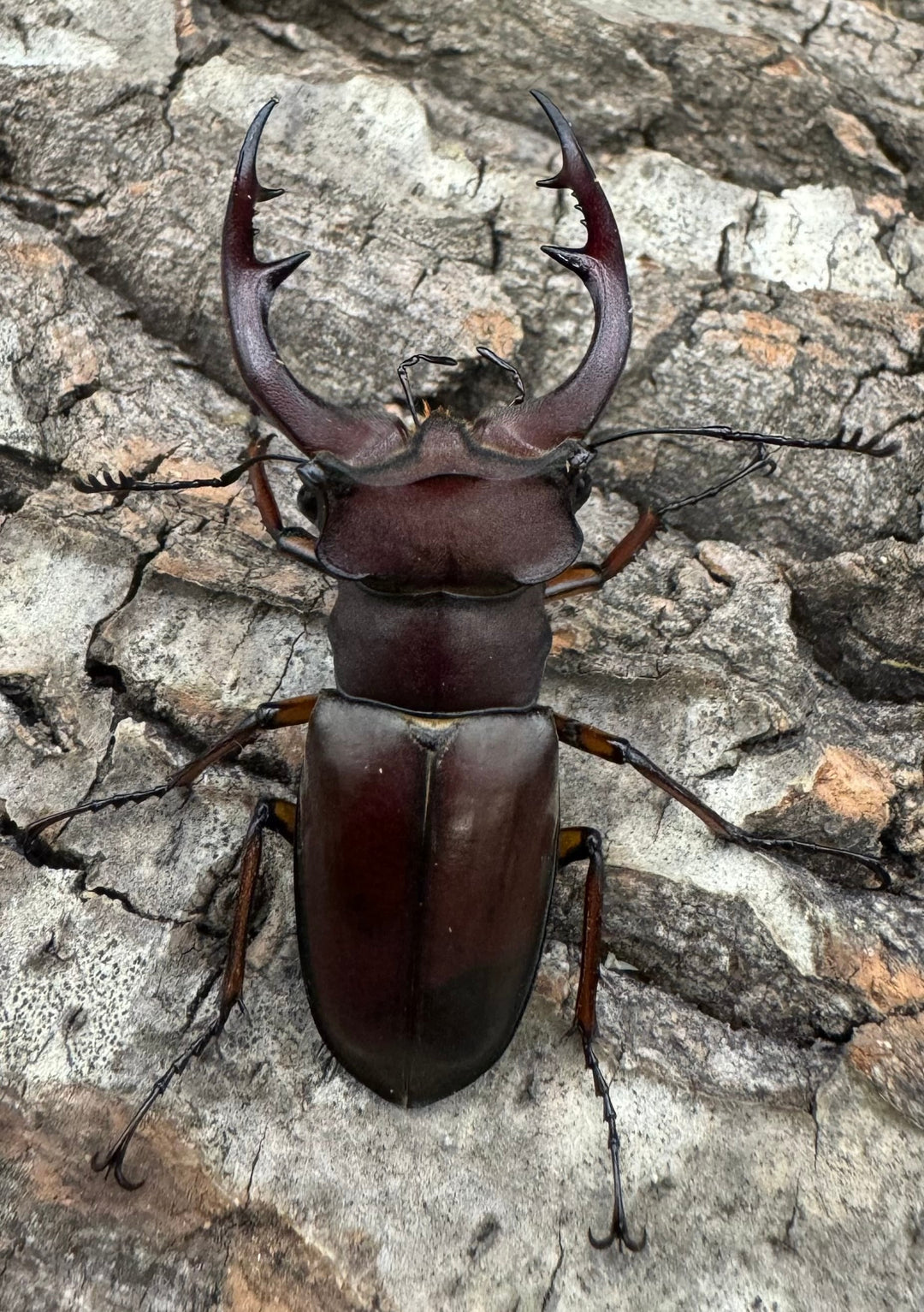 【WD】2018新種記載《ジュシャンミヤマ 51mm ペア》