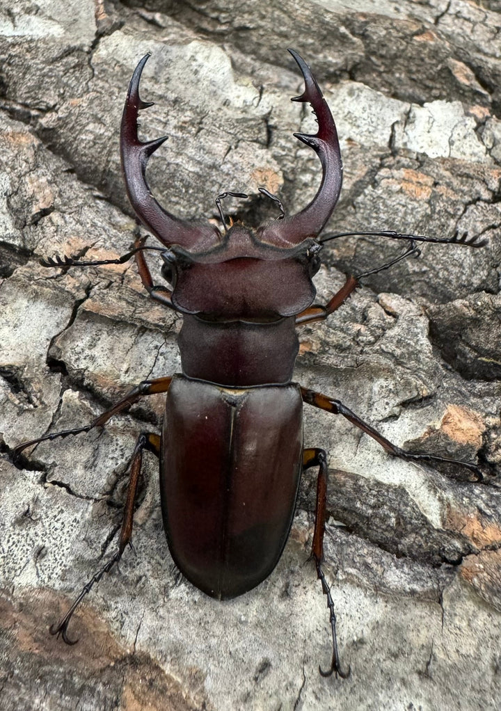 【WD】2018新種記載《ジュシャンミヤマ 51mm ペア》