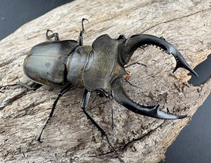 【WD】《ノビリスミヤマ 63mm ペア》