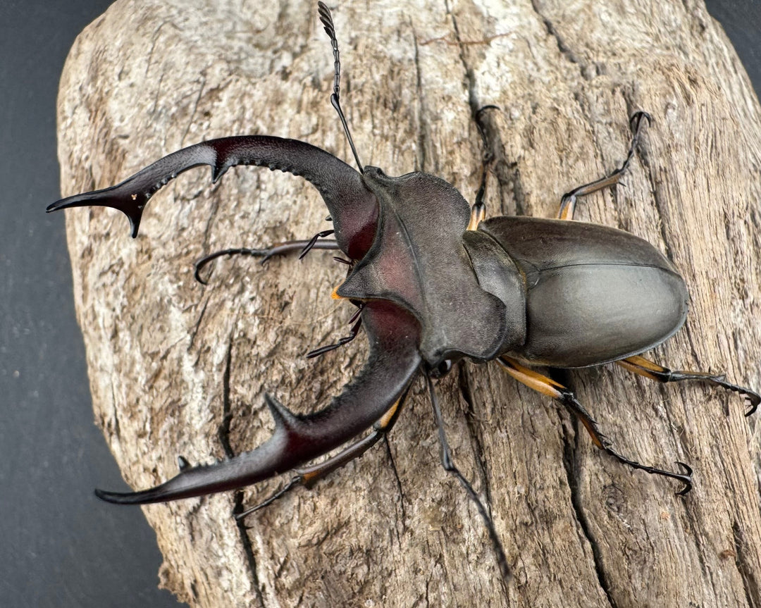 【WD】大型《フォントミヤマクワガタ 61mm ペア》①