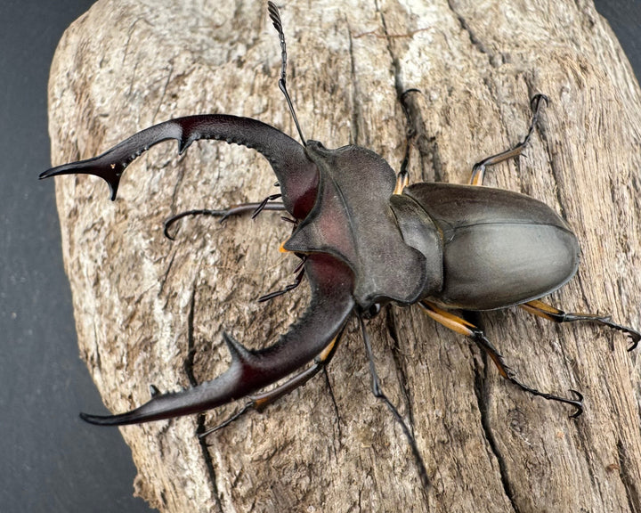 【WD】大型《フォントミヤマクワガタ 61mm ペア》①