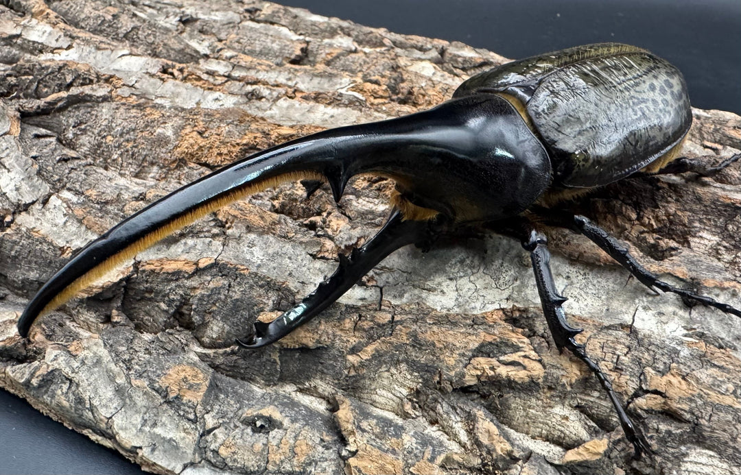 《ヘラクレス・ヘラクレス 143mm ペア》