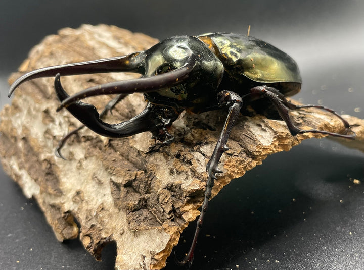 【WD】《ミンダナオアトラスオオカブト 90mmUP ペア》①