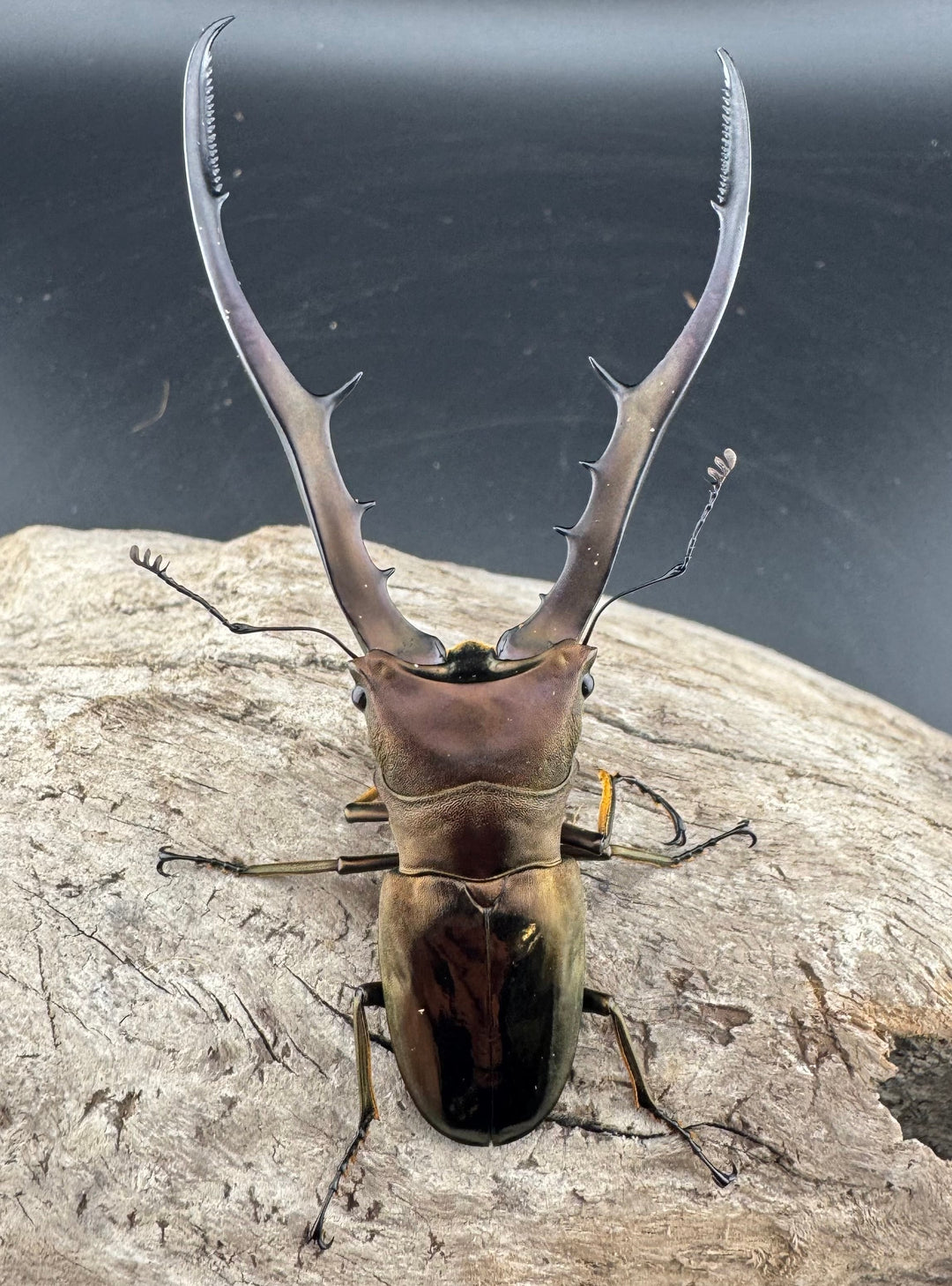 【WD】《メタリフェルホソアカ亜種finae 85mm ペア》