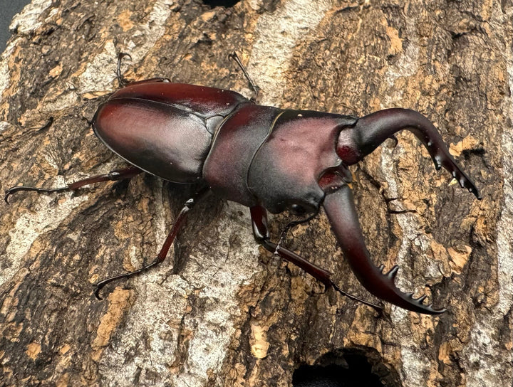 【WF1】《本土ノコギリクワガタ 八王子産 58mm ペア》