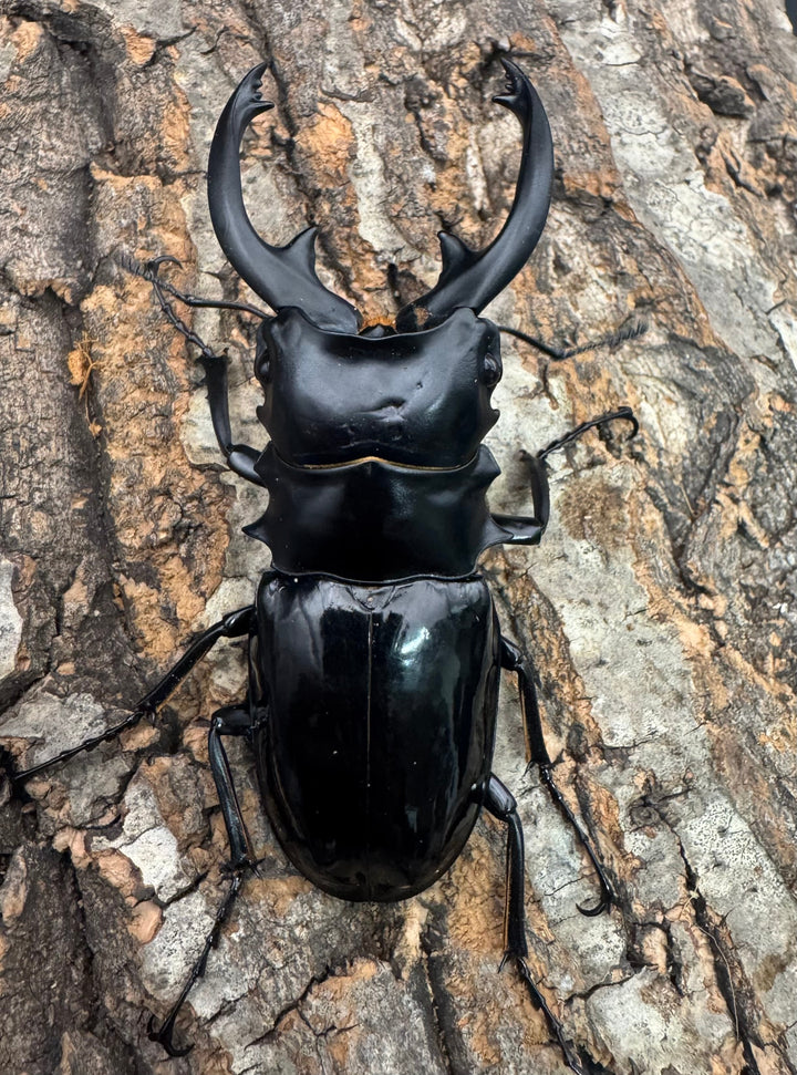 【WD】《インターメディアツヤクワガタ ネグロス産 91mm ペア》