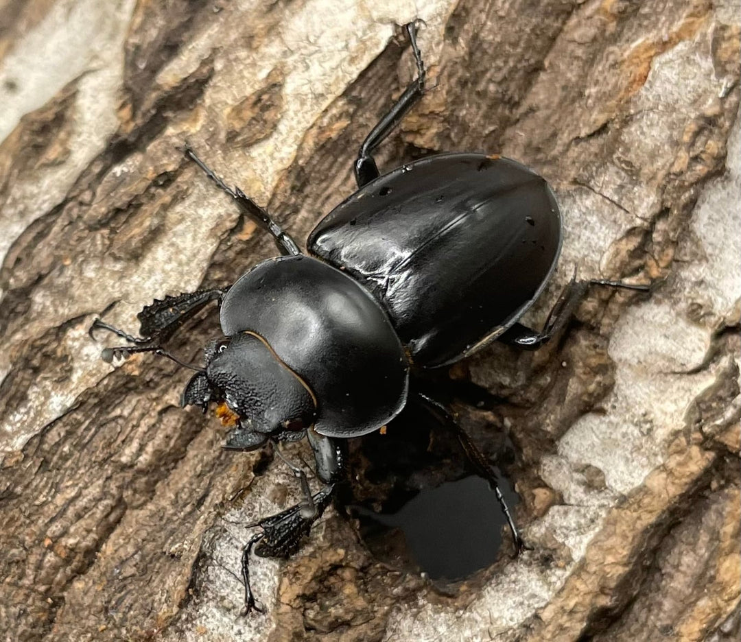 【WD】《チュウゴクマルバネクワガタ原名亜種 36.5mm A’ペア》