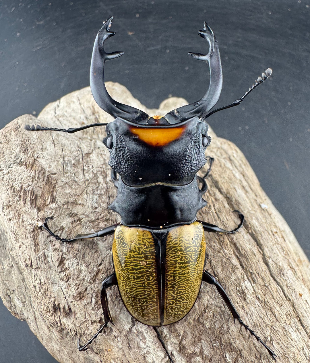 【WD】《スペクタビリスツヤクワガタ 73.5mm ペア》