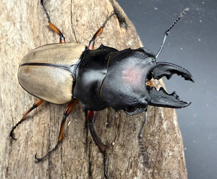 【WD】《フェモラリスツヤ亜種waterstradit 67mm ペア》