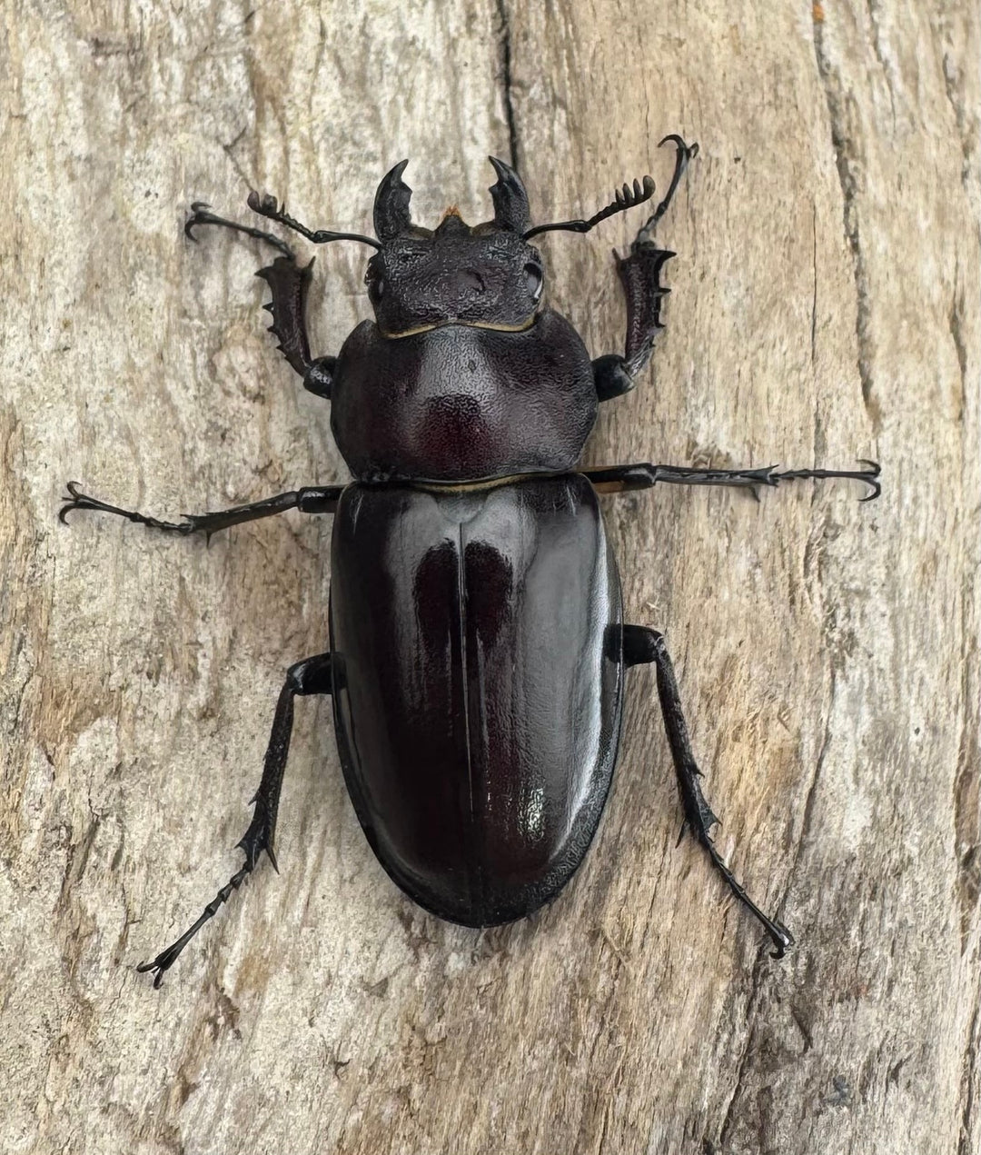 【WD】《ミヤマクワガタ 山形県産 55mmUP ペア》