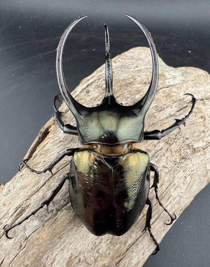 【WD】《ミンダナオアトラスオオカブト マラグサン産 95mm ペア》