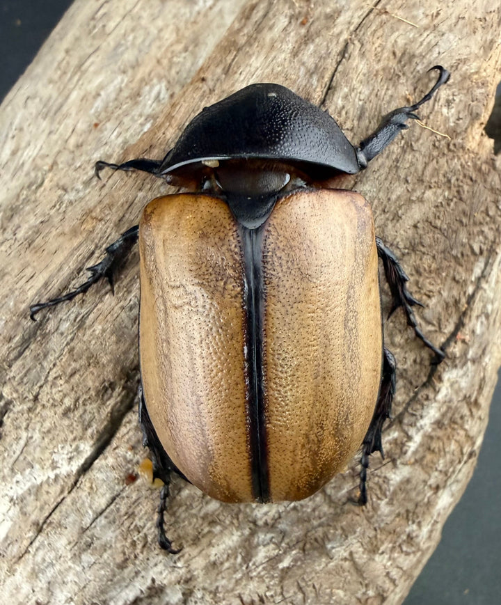 【WD】《ゴホンツノカブト原名亜種 タイ産 83mm ペア》