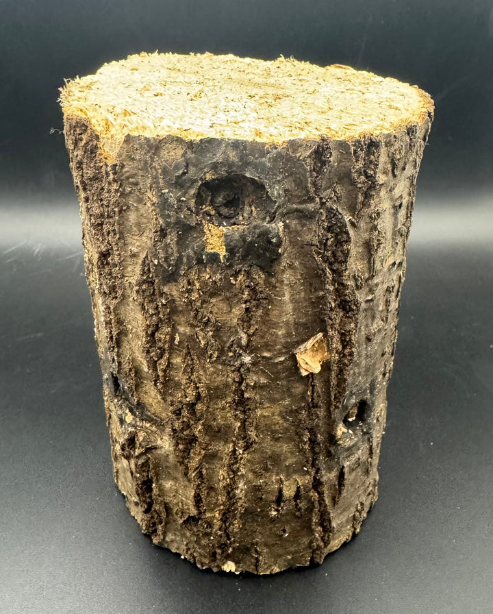 【3年物】産卵木 ナラ材 Lサイズ 1本