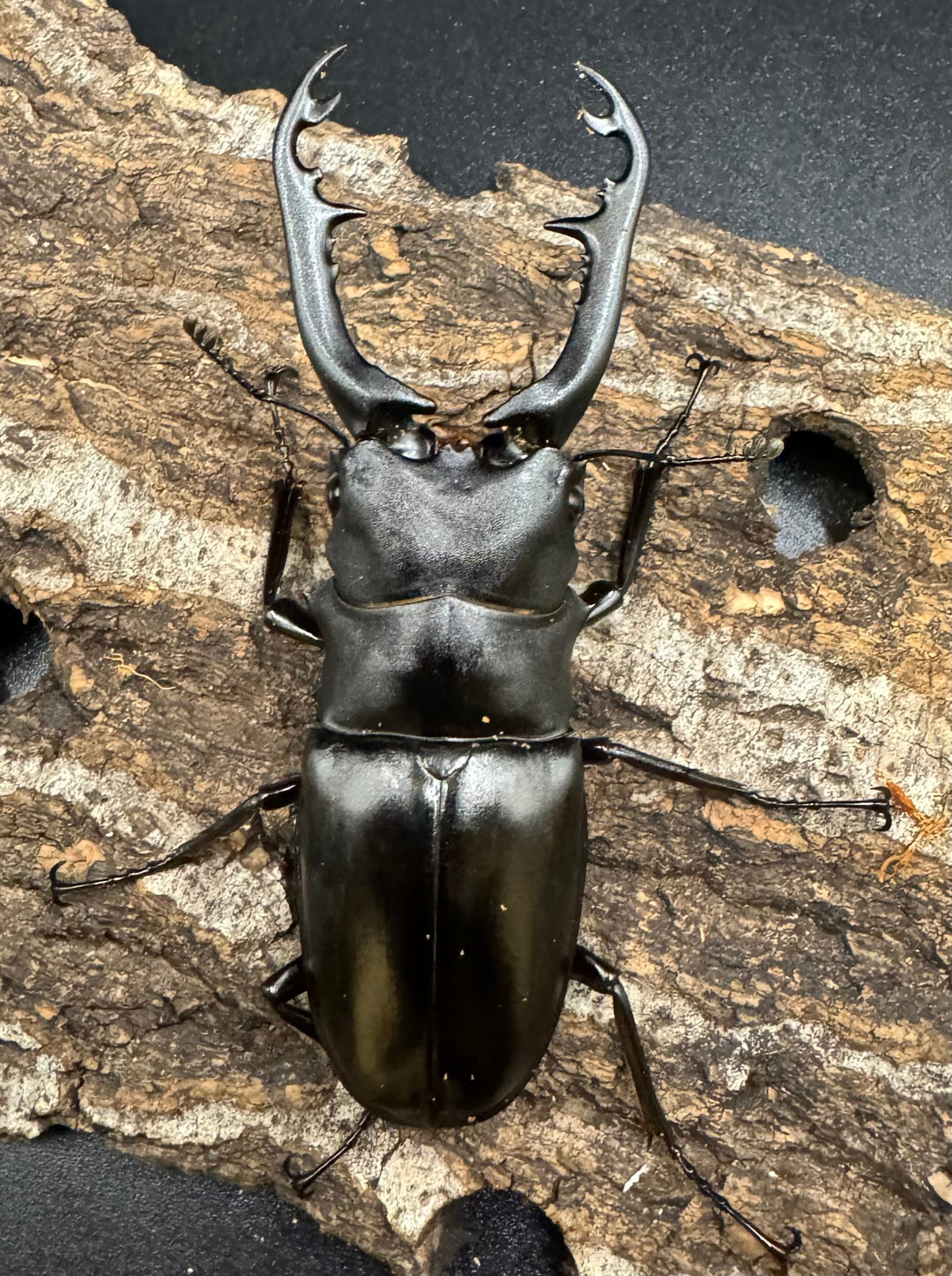 【WD】《ギラファノコギリ亜種ボロブドゥール 88mm ペア》