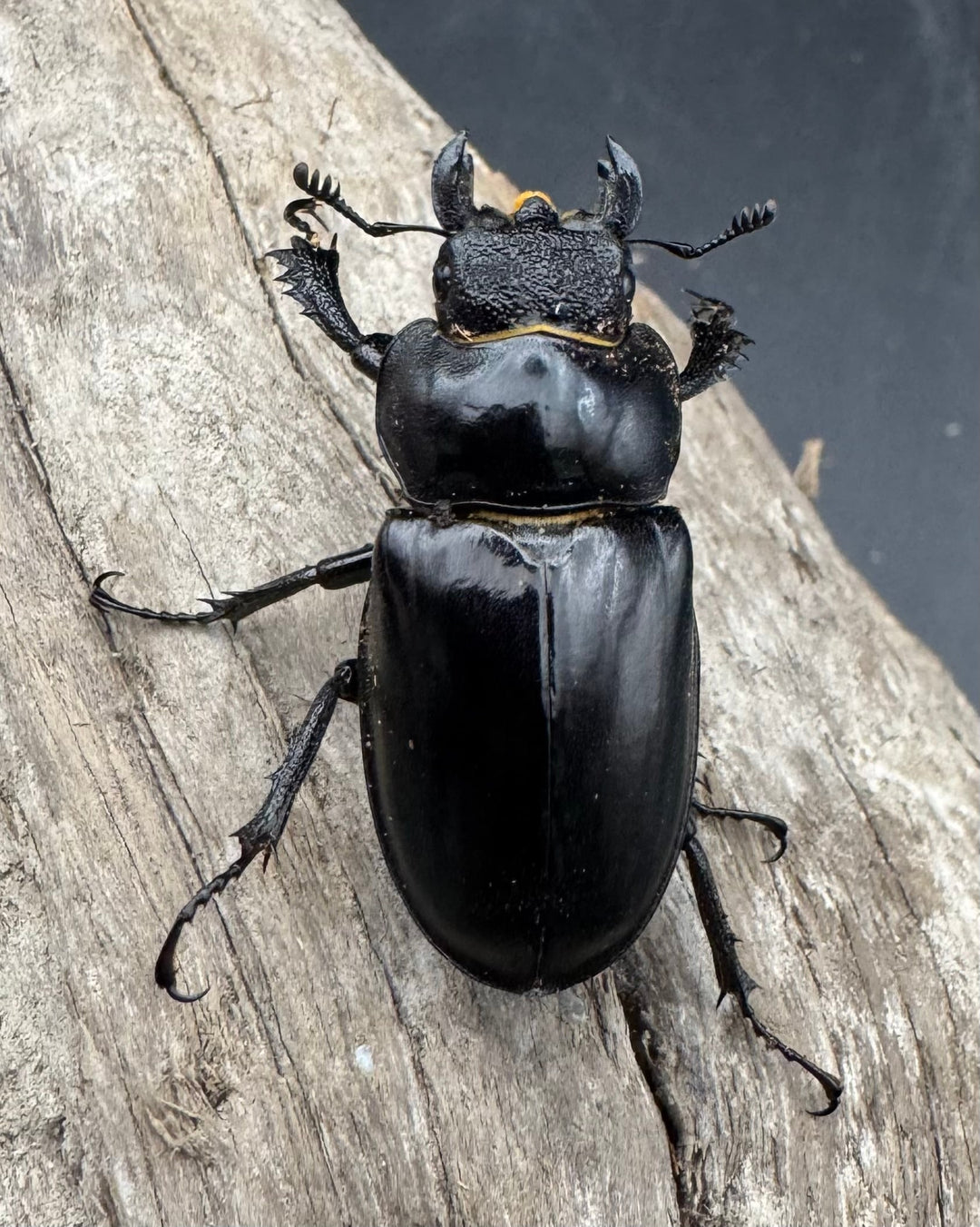 【WF2】《ラエトゥスミヤマクワガタ 53.5mm ペア》