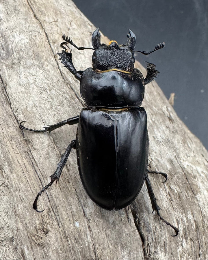 【WF2】《ラエトゥスミヤマクワガタ 53.5mm ペア》