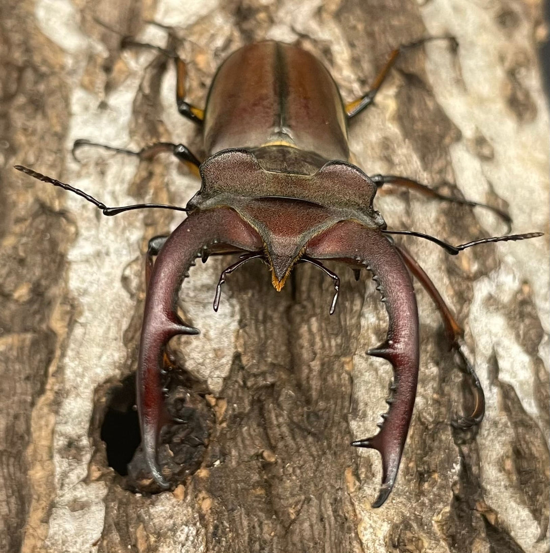 【WD】《フォントミヤマクワガタ 60mm ペア》