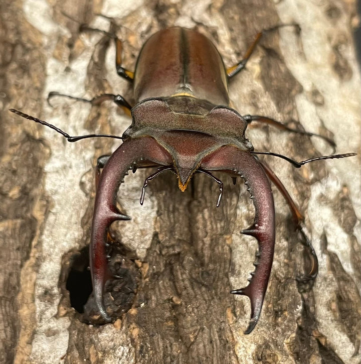 【WD】《フォントミヤマクワガタ 60mm ペア》