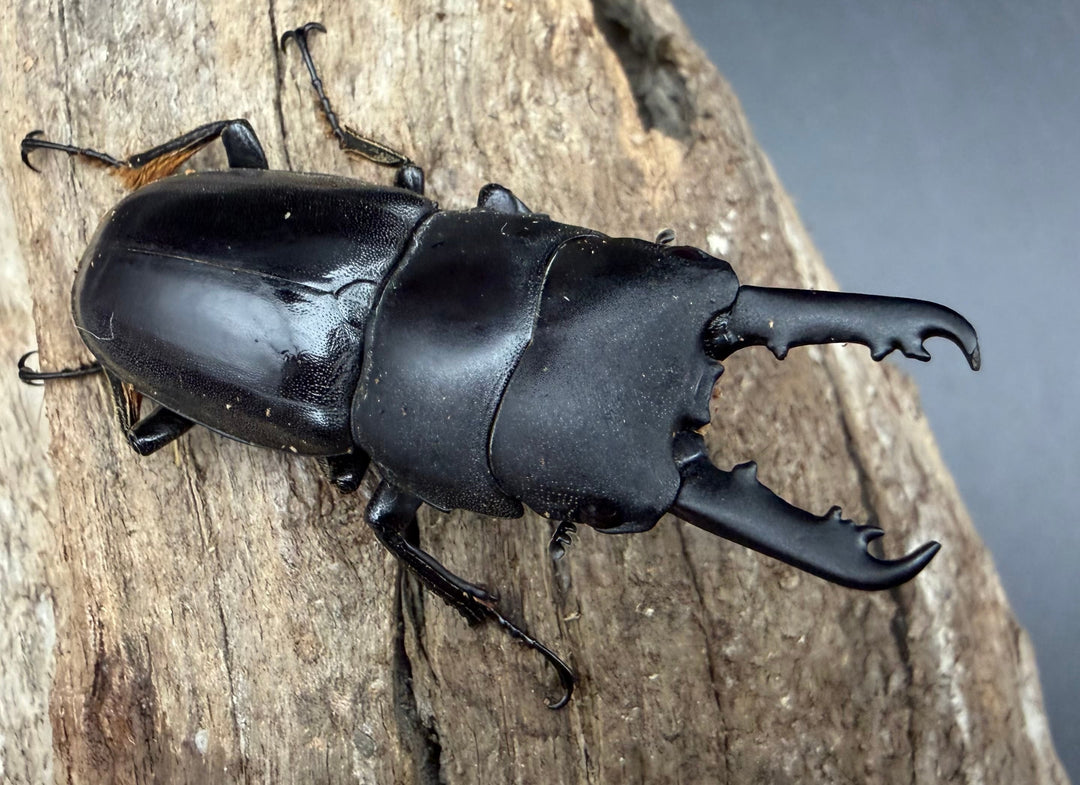 【WD】《タウネスヒラタクワガタ 47mm ペア》