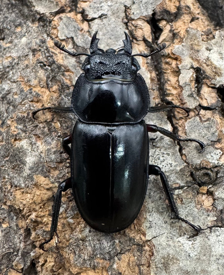 【WD】《チュウゴクシカクワガタ 34.5mm ♂♀♀トリオ》