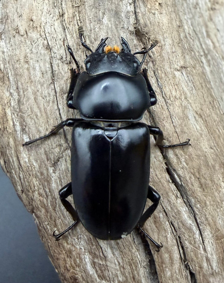 【WD】《カチンコクワガタ 31mm ♀単》