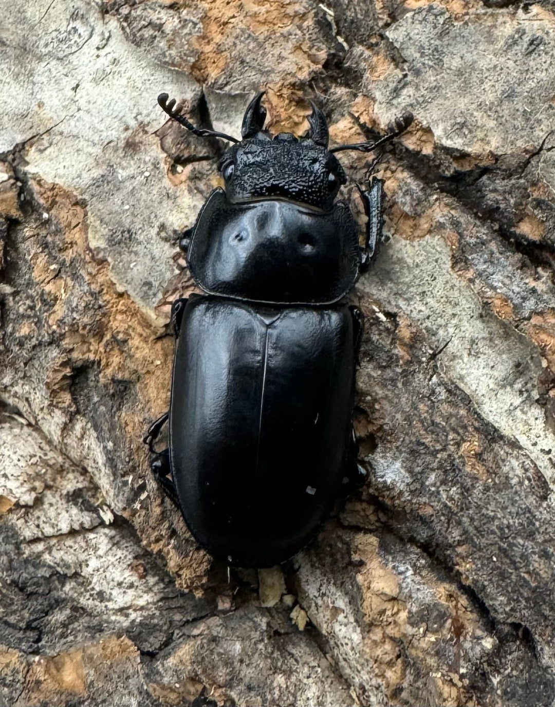 【WF4】《海南シカクワガタ 47mm ペア》Moro氏ブリード個体