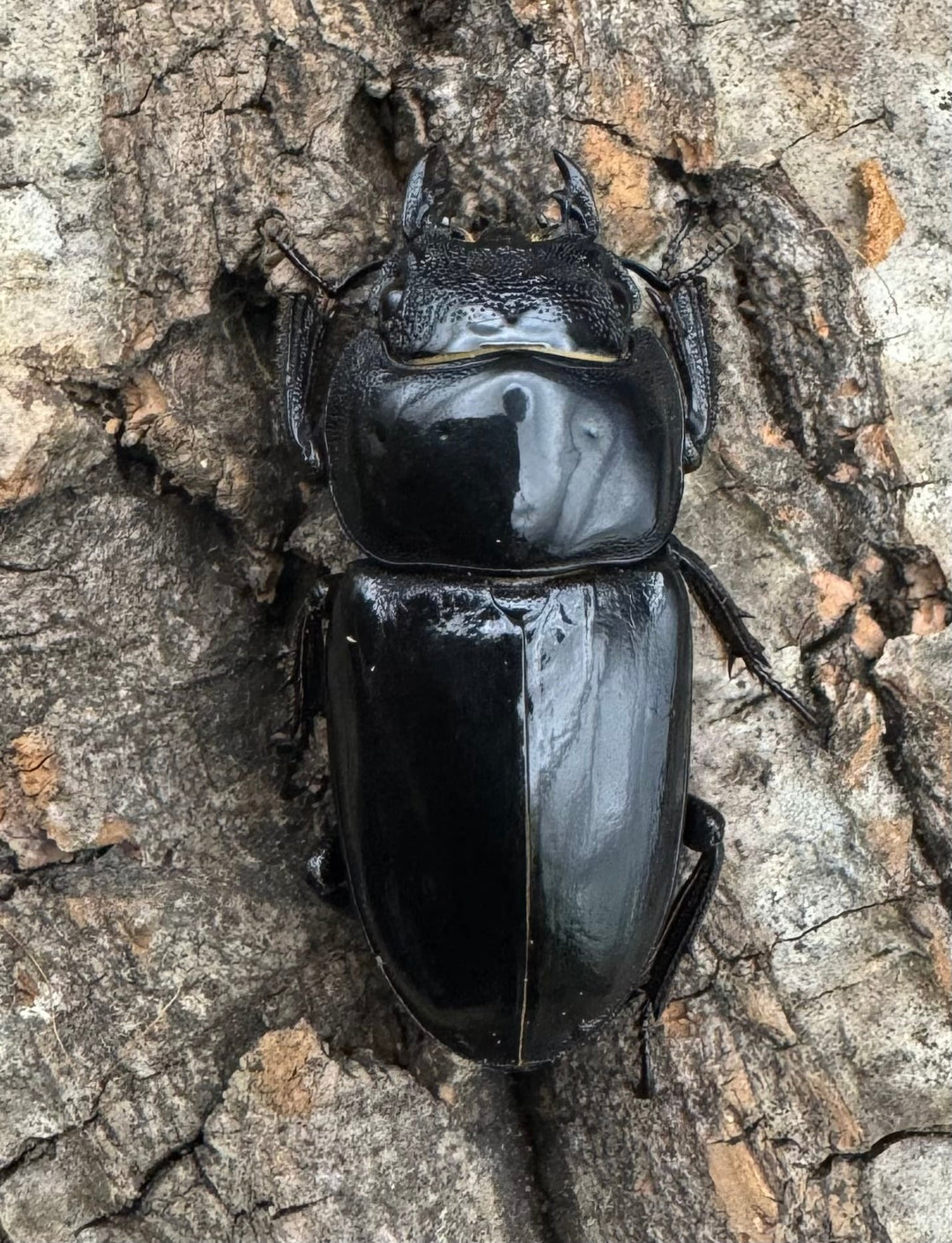 特別特価!!《ツシマヒラタクワガタ 70-77mm ペア》