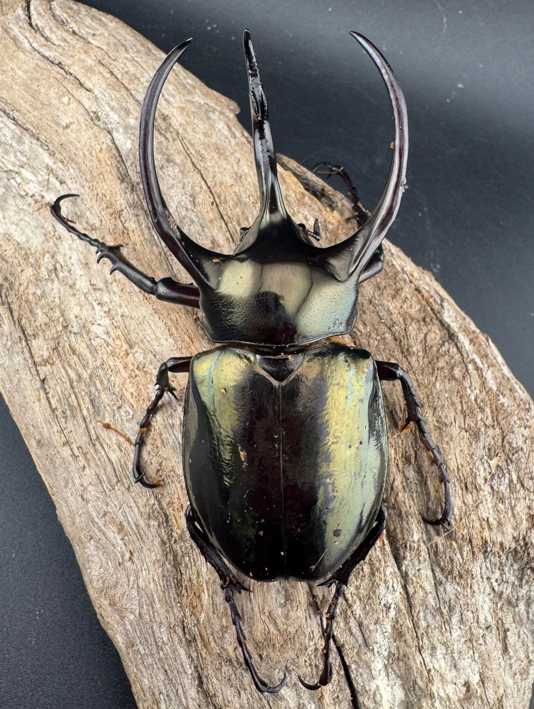 【WD】《ミンダナオアトラスオオカブト マラグサン産 92mm ペア》