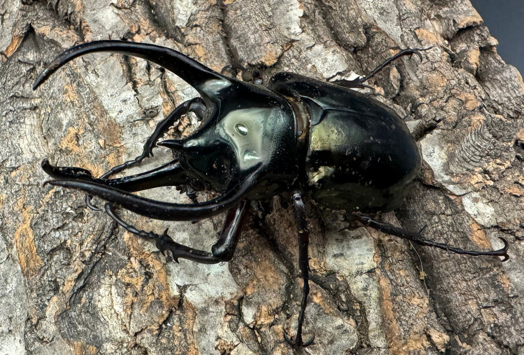 【WD】《ミンダナオアトラスオオカブト 90mm ペア》