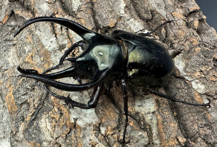 【WD】《ミンダナオアトラスオオカブト 90mm ペア》